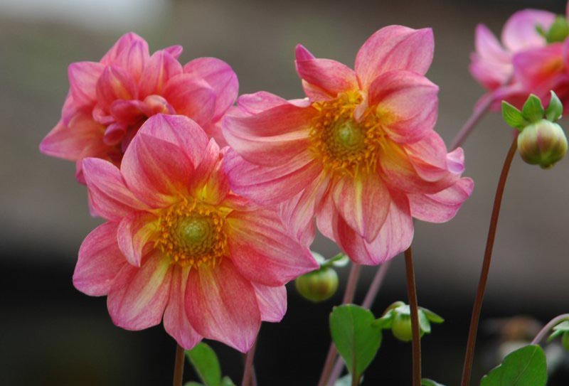 Flor rosa - Pokhara  - Nepal